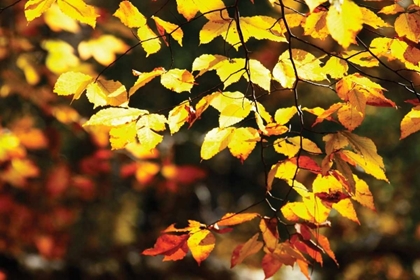 Picture of AUTUMN LEAVES II