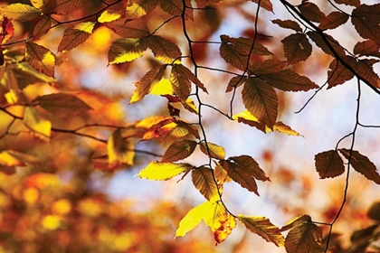 Picture of AUTUMN LEAVES III