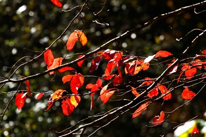 Picture of AUTUMN LEAVES V