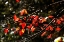 Picture of AUTUMN LEAVES V