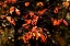 Picture of AUTUMN LEAVES VI