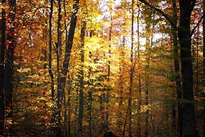 Picture of SUNSET THROUGH THE WOODS I