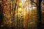 Picture of SUNSET THROUGH THE WOODS I