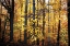 Picture of SUNSET THROUGH THE WOODS II