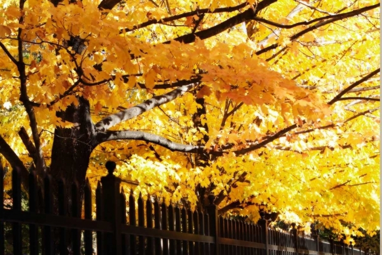 Picture of BOUGHS OF GOLD III