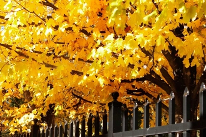 Picture of BOUGHS OF GOLD IV
