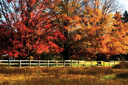 Picture of AUTUMN IN THE FIELDS