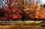 Picture of AUTUMN IN THE FIELDS