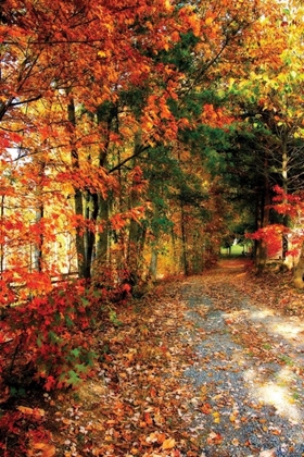 Picture of AUTUMN PATHWAY