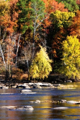 Picture of AUTUMN ON THE RIVER IX