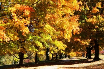 Picture of SUGAR MAPLES I