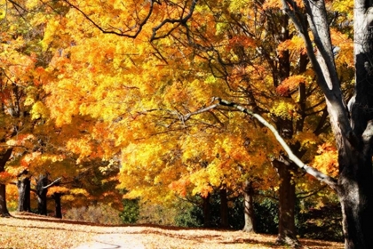 Picture of SUGAR MAPLES II