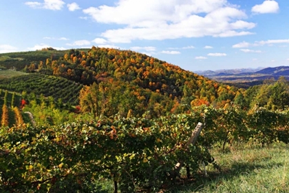 Picture of MOUNTAIN VINEYARD I