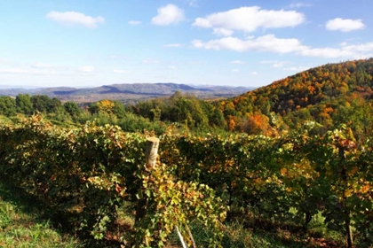 Picture of MOUNTAIN VINEYARD II