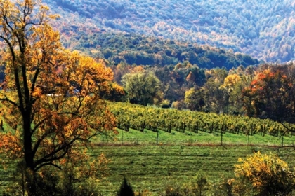 Picture of AUTUMN FOOTHILLS II