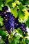 Picture of GRAPES I