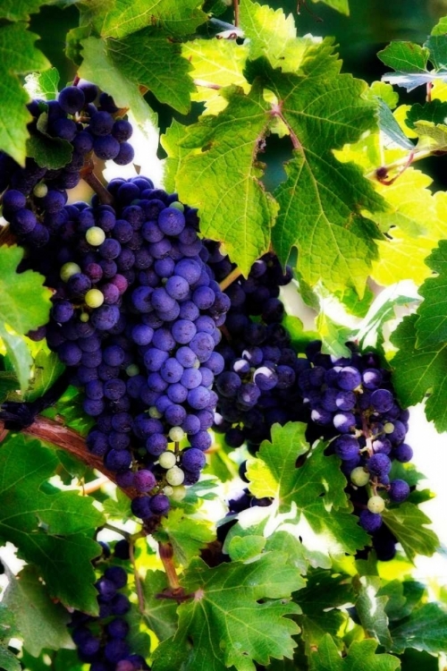 Picture of GRAPES I