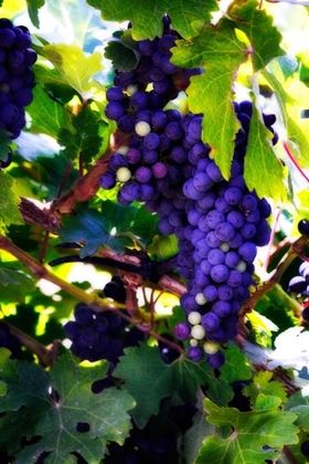 Picture of GRAPES II