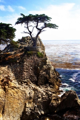 Picture of LONE CYPRESS I