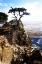 Picture of LONE CYPRESS I