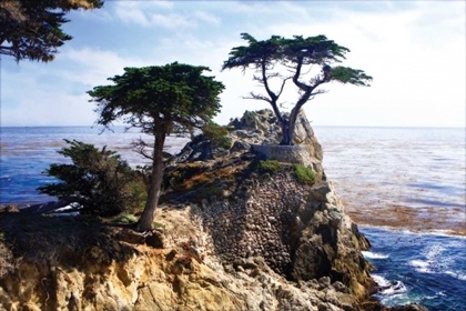 Picture of LONE CYPRESS II