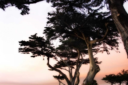 Picture of CYPRESS SILHOUETTE III
