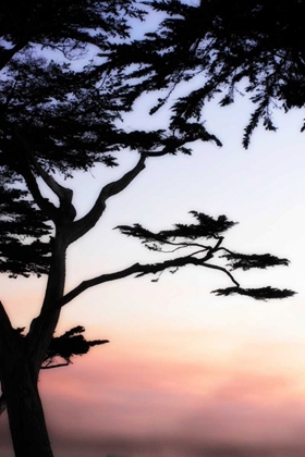 Picture of CYPRESS SILHOUETTE IV