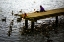 Picture of FEEDING THE GEESE III