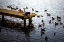 Picture of FEEDING THE GEESE IV
