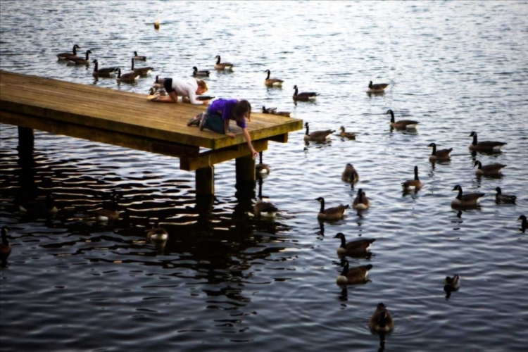 Picture of FEEDING THE GEESE IV