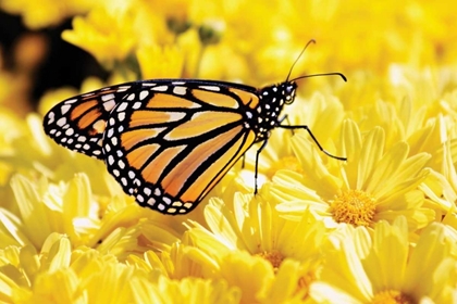 Picture of MONARCH ON CHRYSANTHEMUMS