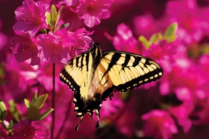 Picture of SWALLOWTAIL ON AZALEA