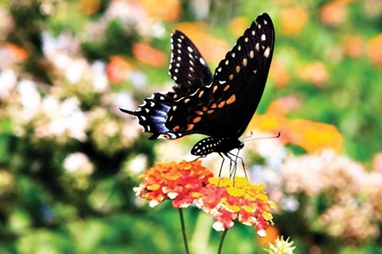 Picture of GIANT SWALLOWTAIL