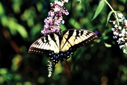 Picture of BLACK SWALLOWTAIL I