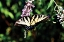 Picture of BLACK SWALLOWTAIL I