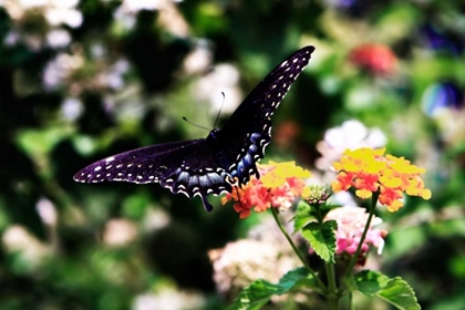 Picture of BLACK SWALLOWTAIL II