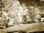Picture of SUNLIT MEADOWS I