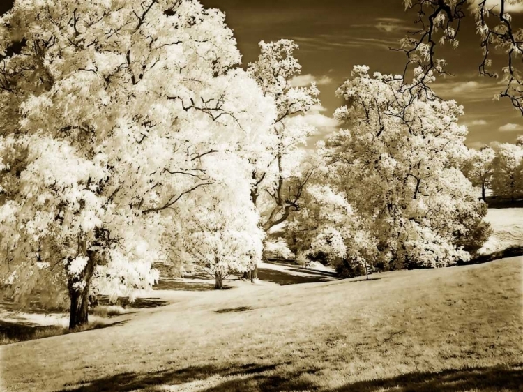 Picture of SUNLIT MEADOWS I