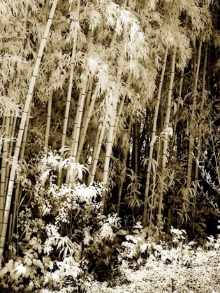 Picture of BAMBOO GROVE I