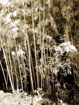 Picture of BAMBOO GROVE II
