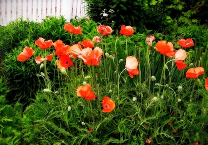 Picture of POPPIES I