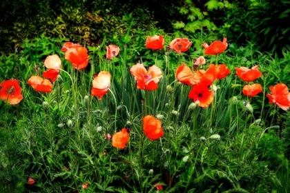 Picture of POPPIES II