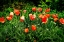 Picture of POPPIES II