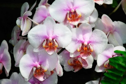 Picture of MOTH ORCHIDS I