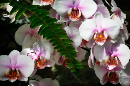 Picture of MOTH ORCHIDS II