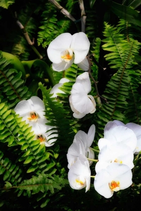 Picture of ORCHIDS AND FERNS I