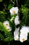 Picture of ORCHIDS AND FERNS I