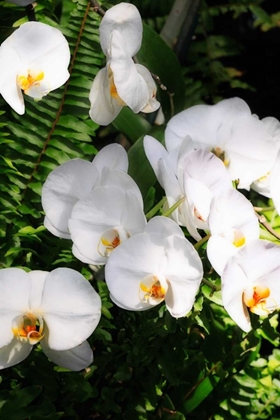 Picture of ORCHIDS AND FERNS II