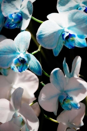 Picture of BLUE MOTH ORCHIDS I