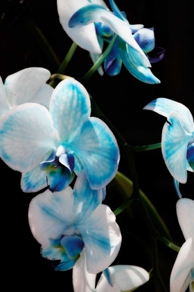 Picture of BLUE MOTH ORCHIDS II
